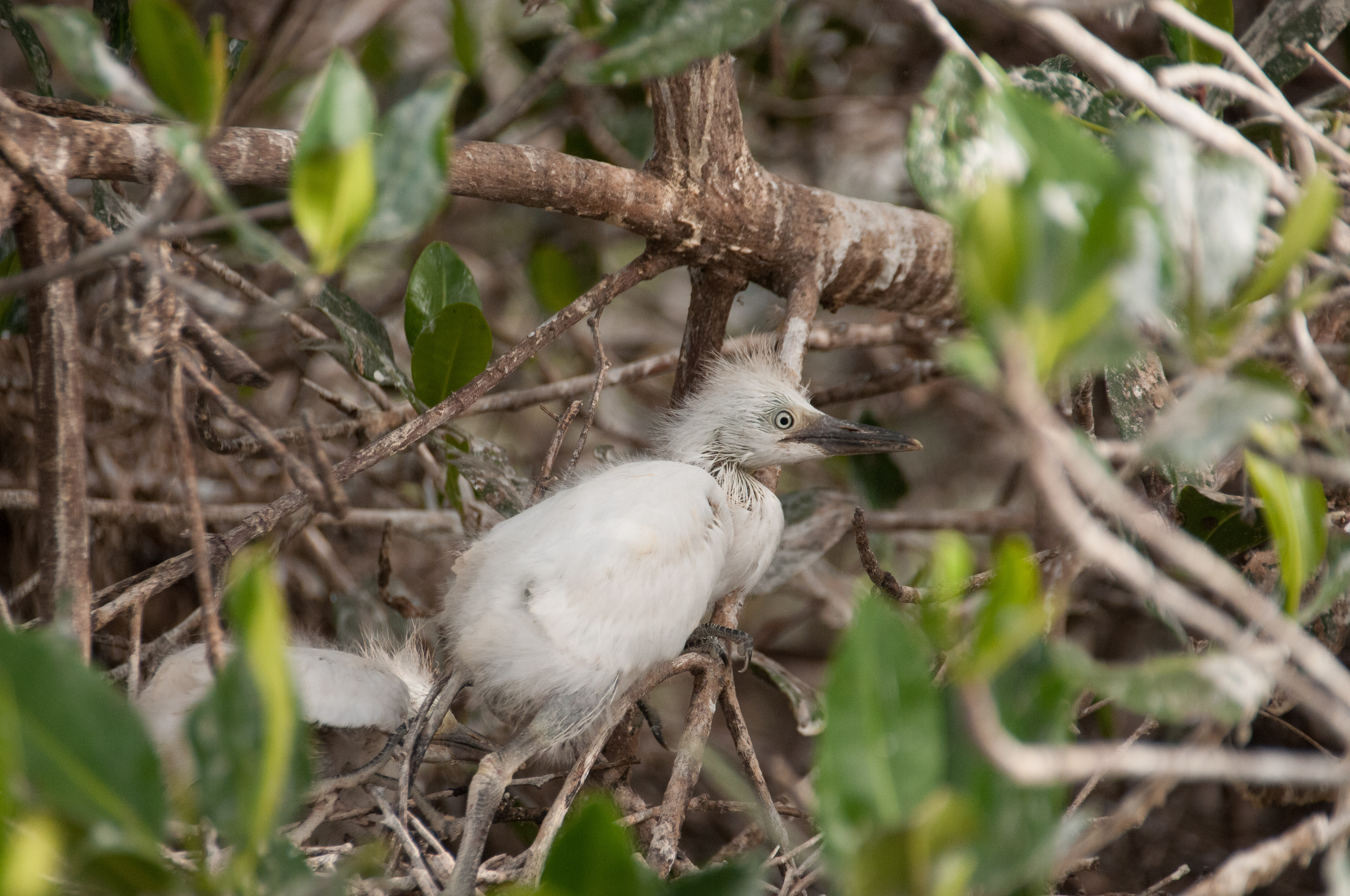 Hérons Garde-Boeufs juvéniles (Cattle Egret, Bubulcus Ibis) dans la Héronnière du Sud de la lagune de la Somone, Sénégal.